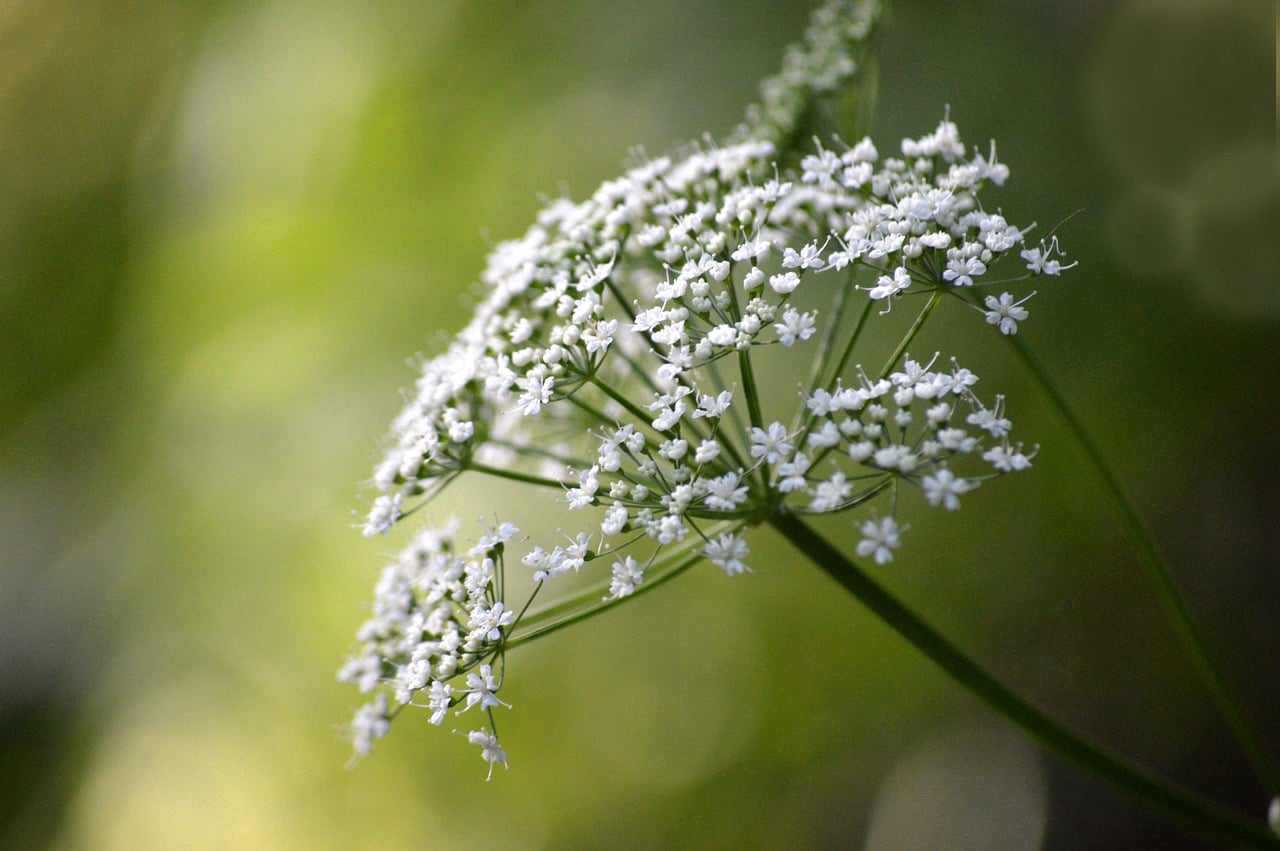 Colar de Pérola com Zircônia Verde